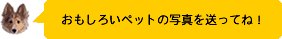 ���΃y�b�g